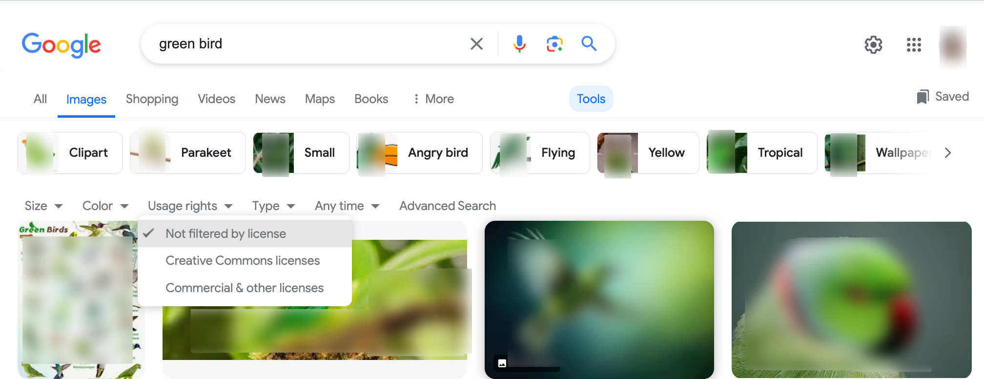 search for [green bird], Google