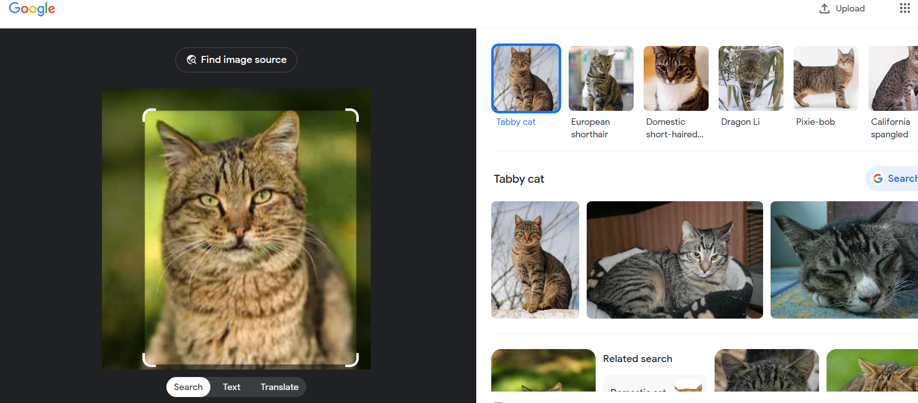Screenshot of Google Images results for [domestic short-haired cat], Google, July 2024